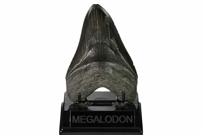 Fossil Megalodon Tooth - South Carolina #149419
